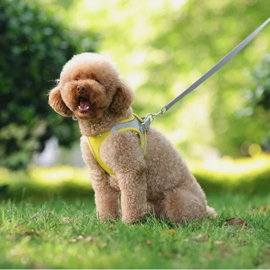 Puppy Harness Set Dog Accessories Adjustable Puppy and Cat Leash Vest - Image 2